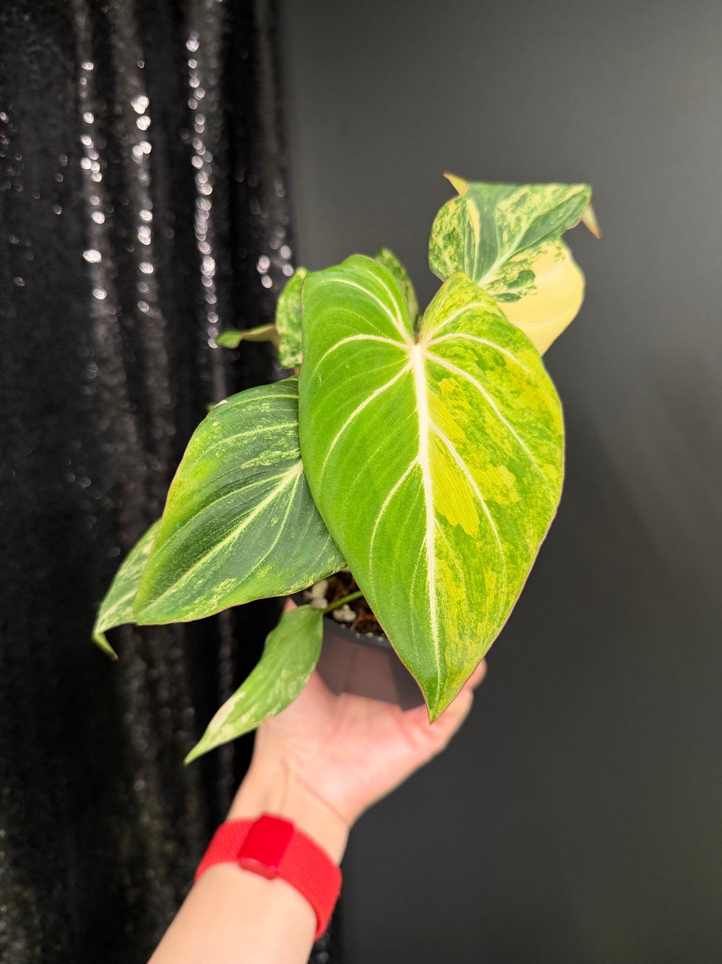 Philodendron Gloriosum Variegated (Short, 4" Pot Starter Plant)
