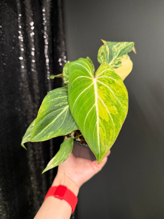 Philodendron Gloriosum Variegated (Short, 4" Pot Starter Plant)