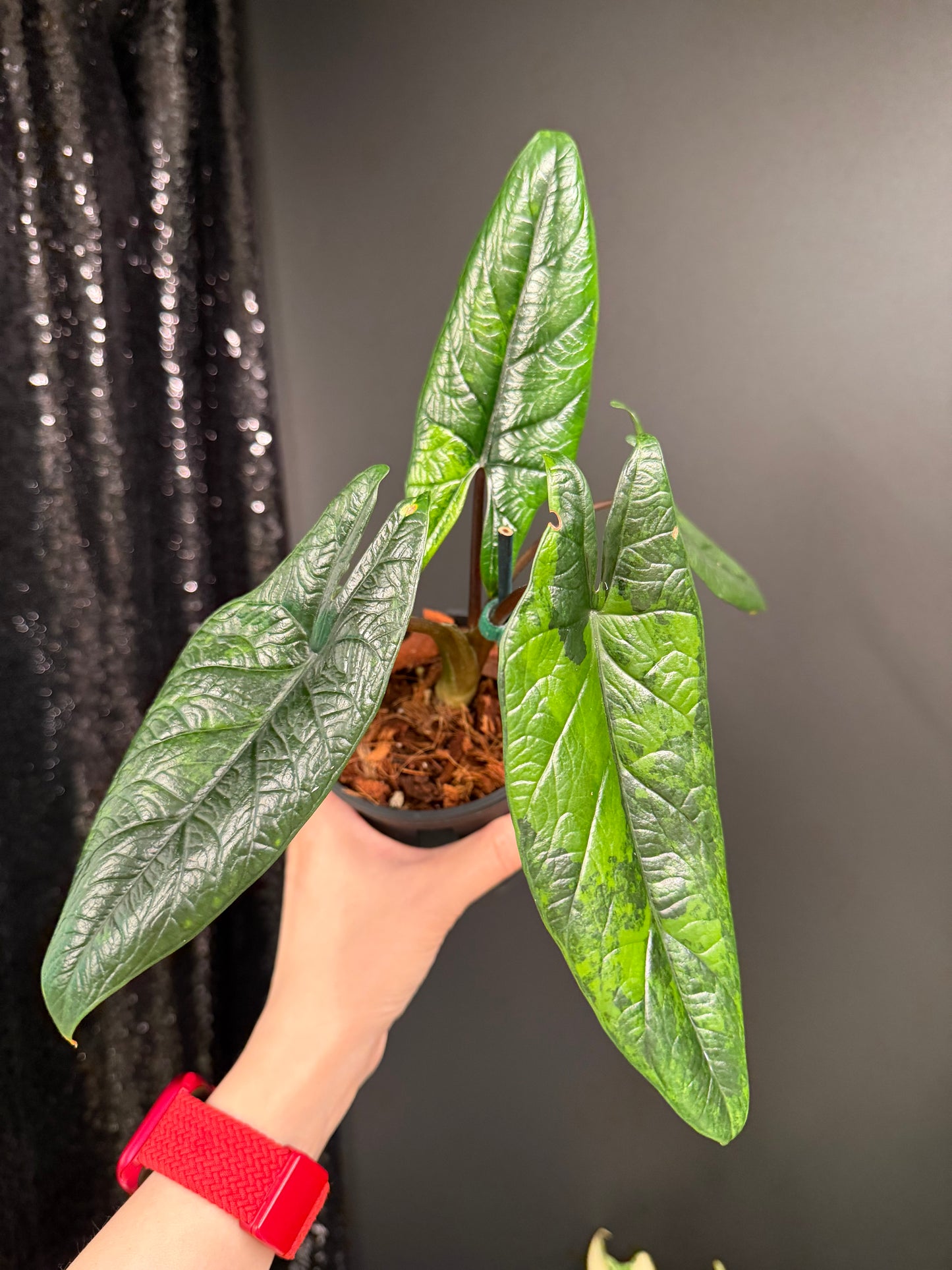 Alocasia Scalprum Variegated