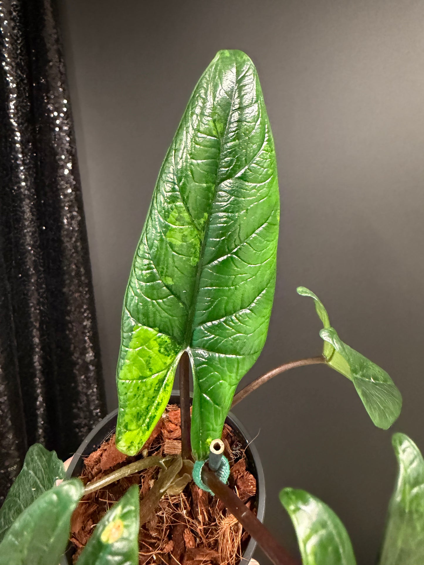 Alocasia Scalprum Variegated
