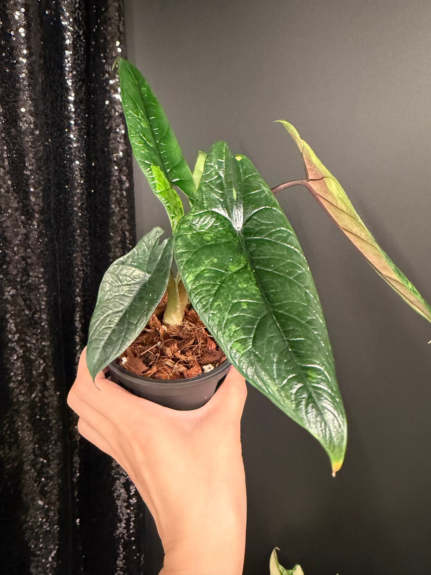 Alocasia Scalprum Variegated