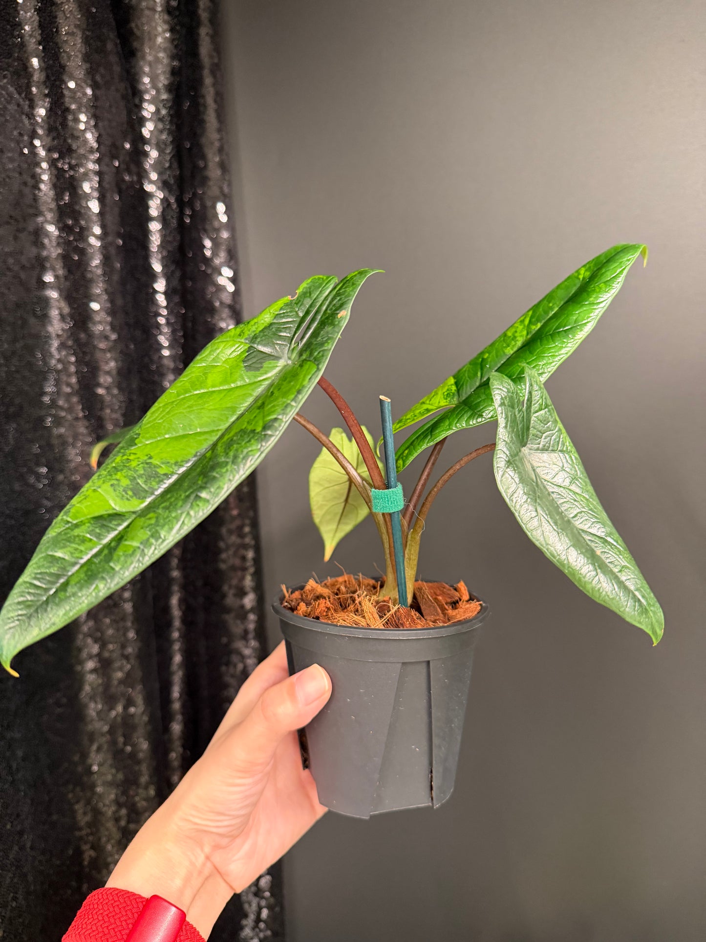 Alocasia Scalprum Variegated