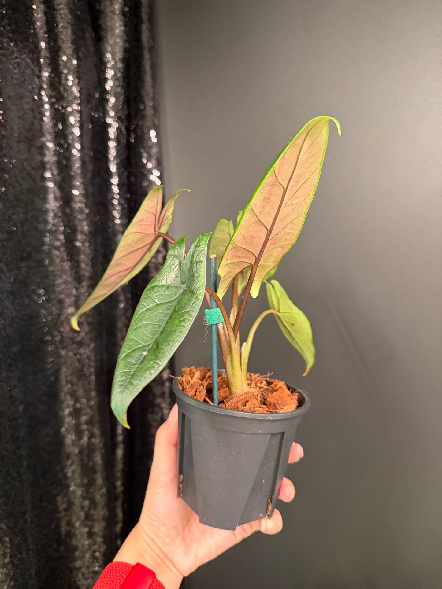 Alocasia Scalprum Variegated