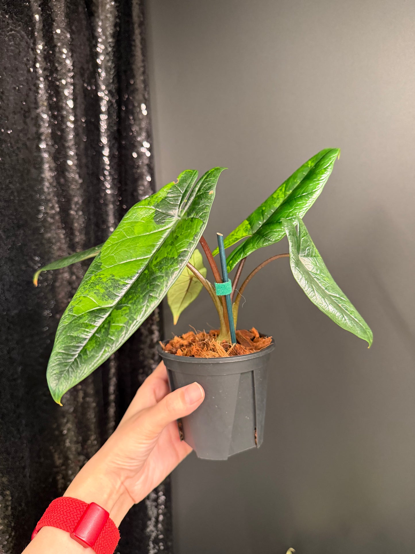 Alocasia Scalprum Variegated