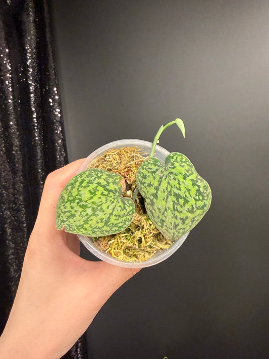 Scindapsus Tricolor Dark Form