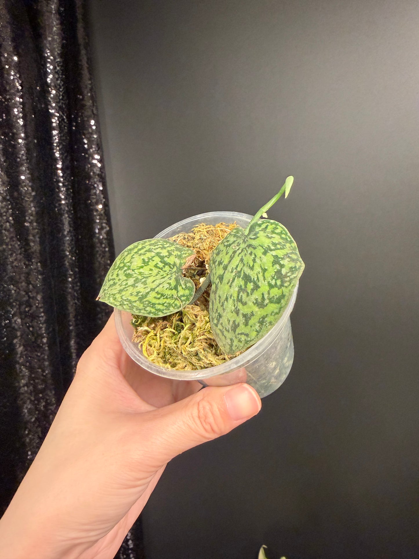 Scindapsus Tricolor Dark Form