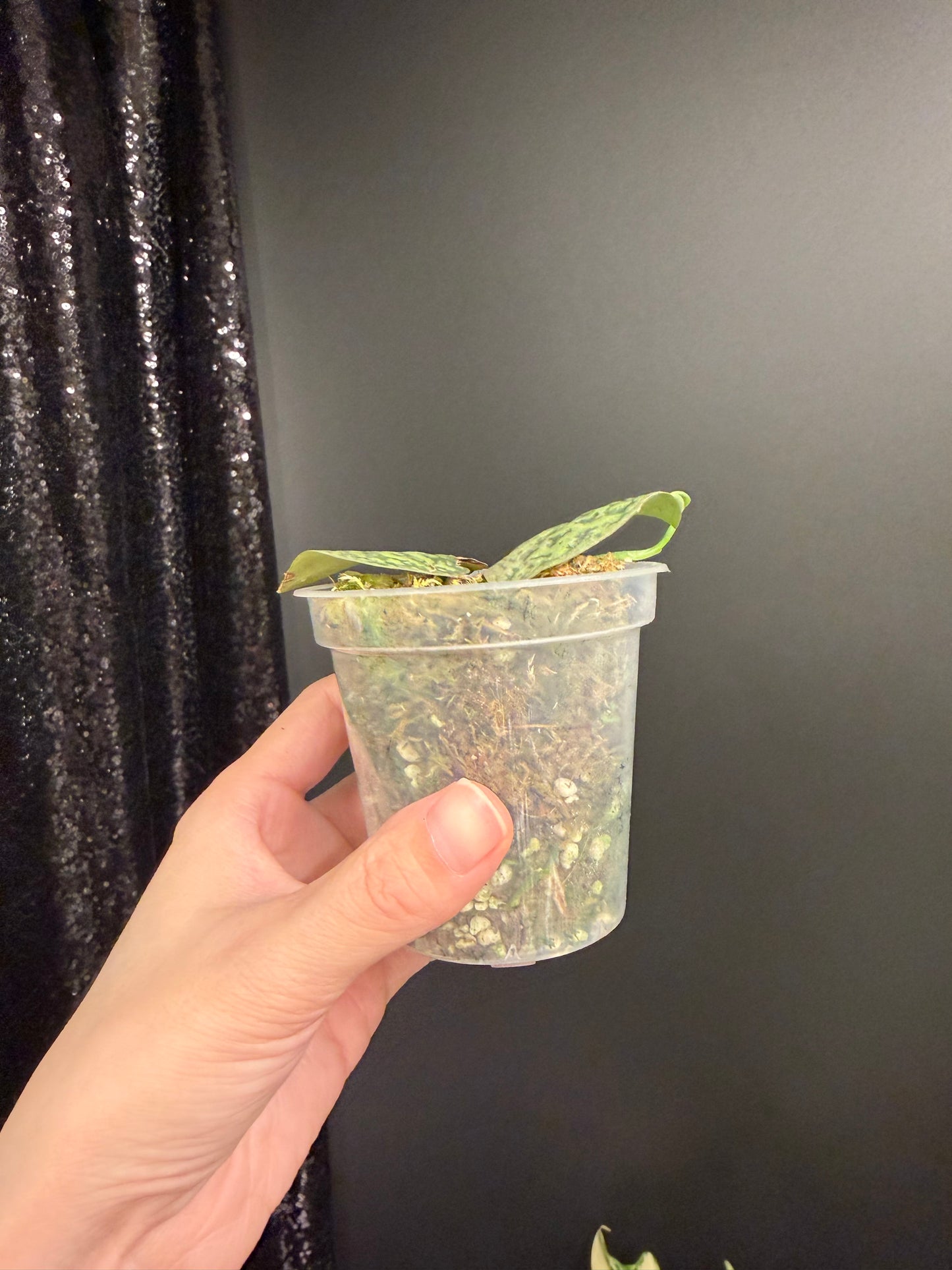 Scindapsus Tricolor Dark Form