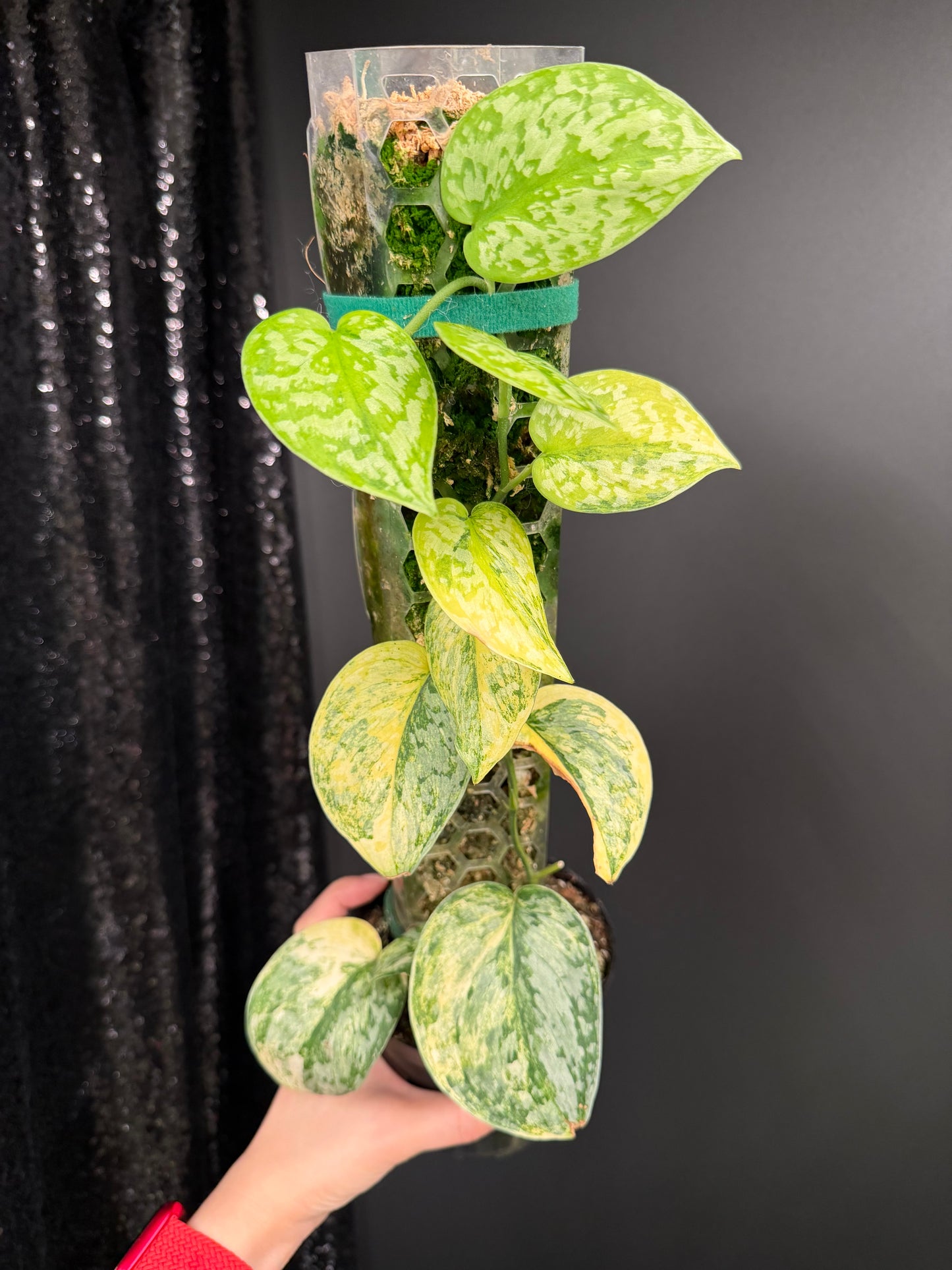 Scindapsus Geulis (with pole), High Variegated