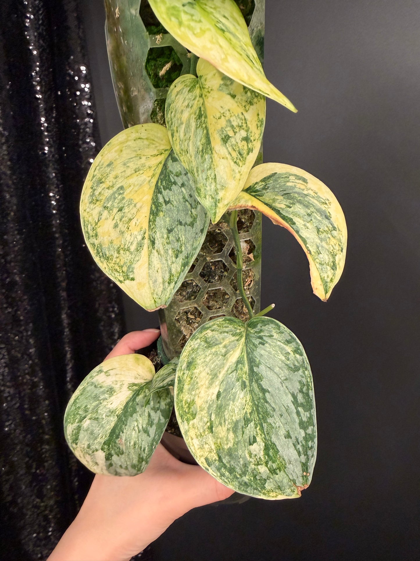 Scindapsus Geulis (with pole), High Variegated