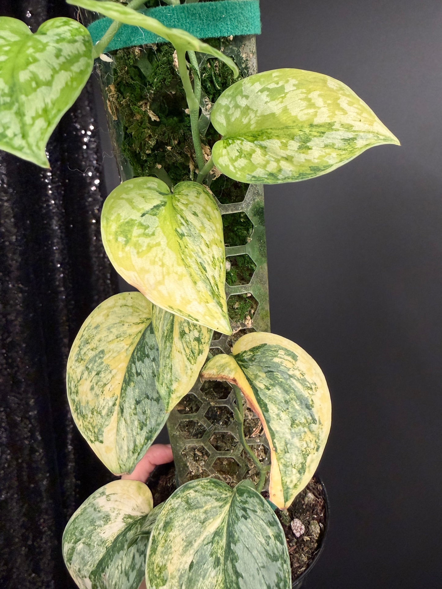 Scindapsus Geulis (with pole), High Variegated