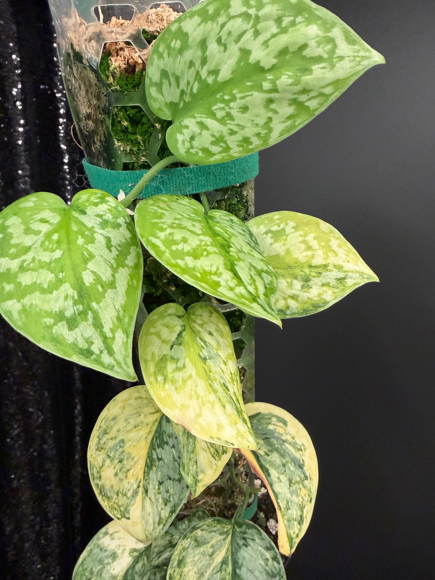 Scindapsus Geulis (with pole), High Variegated