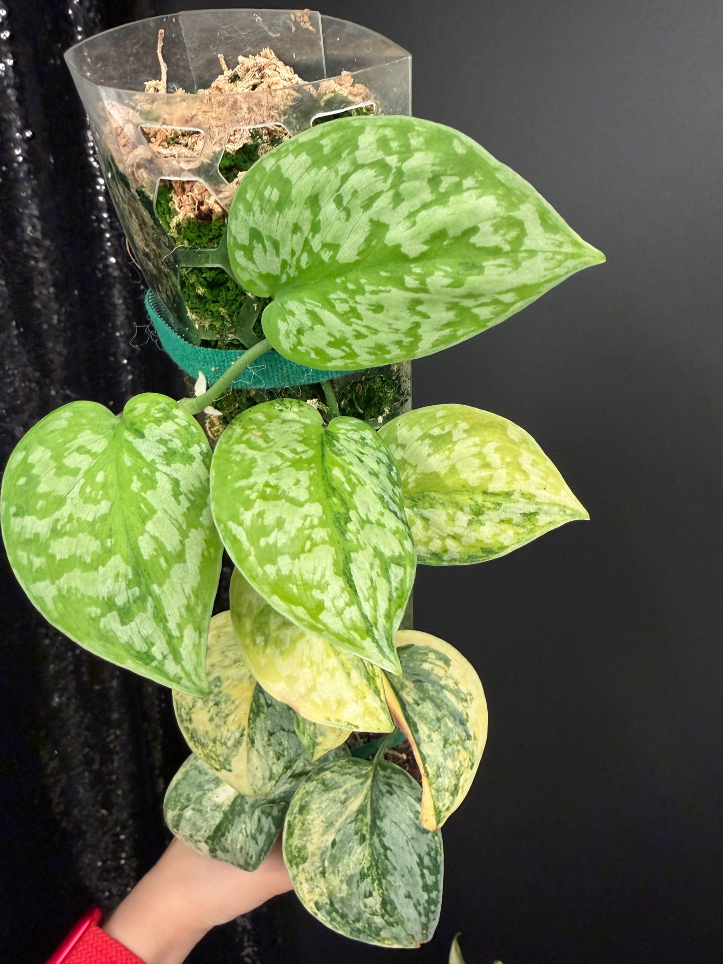 Scindapsus Geulis (with pole), High Variegated