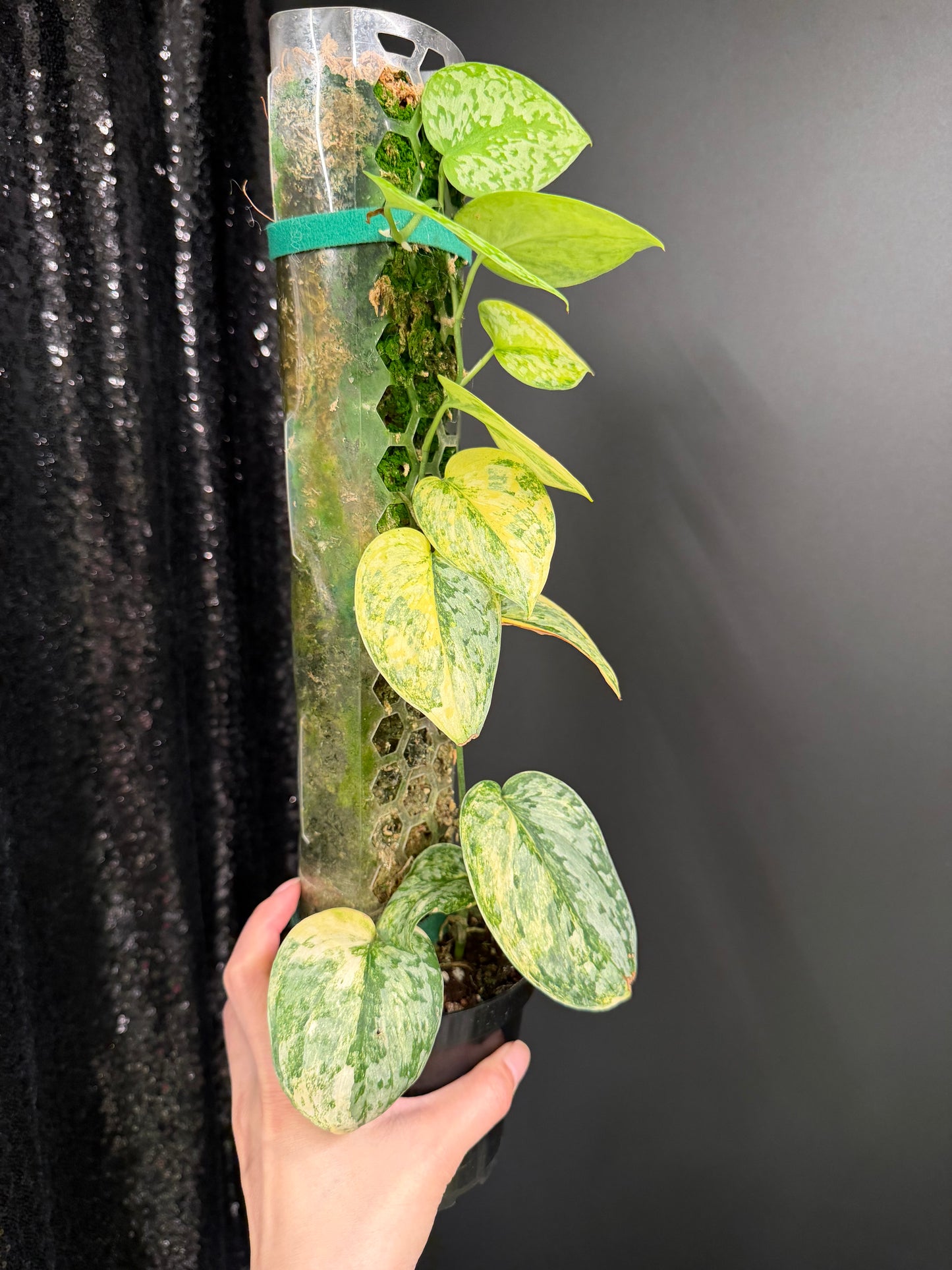 Scindapsus Geulis (with pole), High Variegated