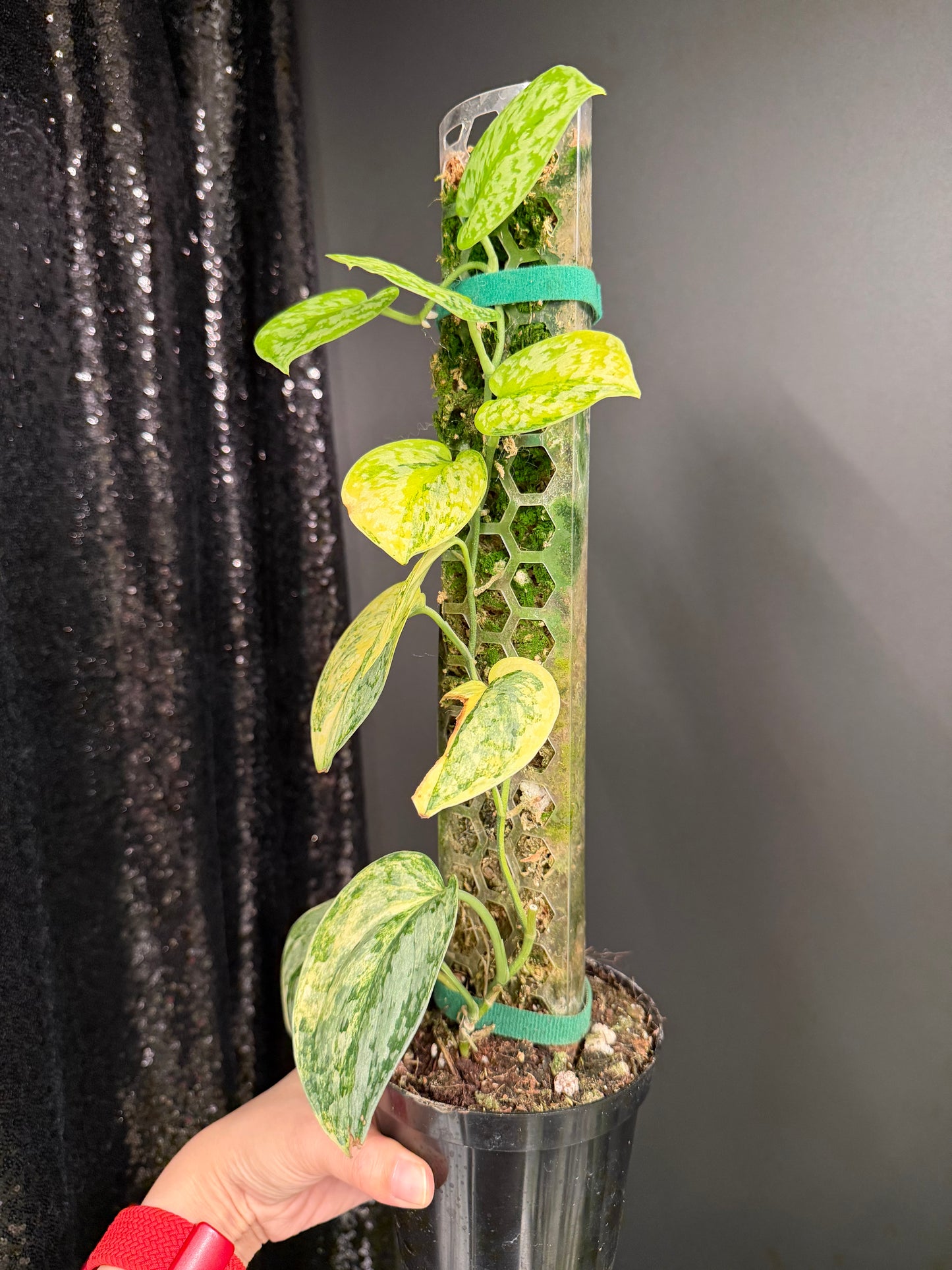 Scindapsus Geulis (with pole), High Variegated