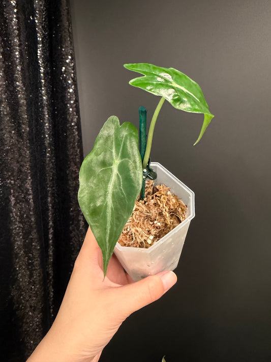 Alocasia Venom