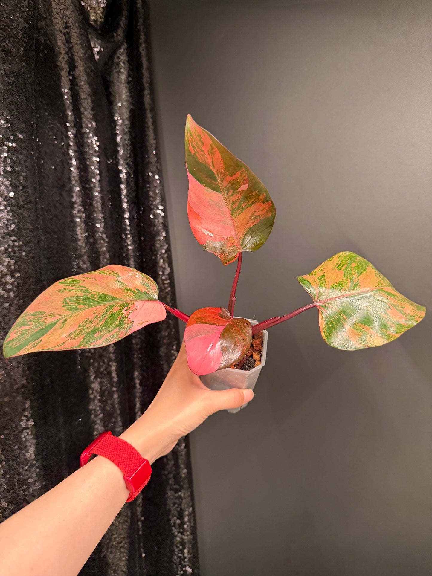 Philo Pink Princess Tricolor Variegated, Rare Plant