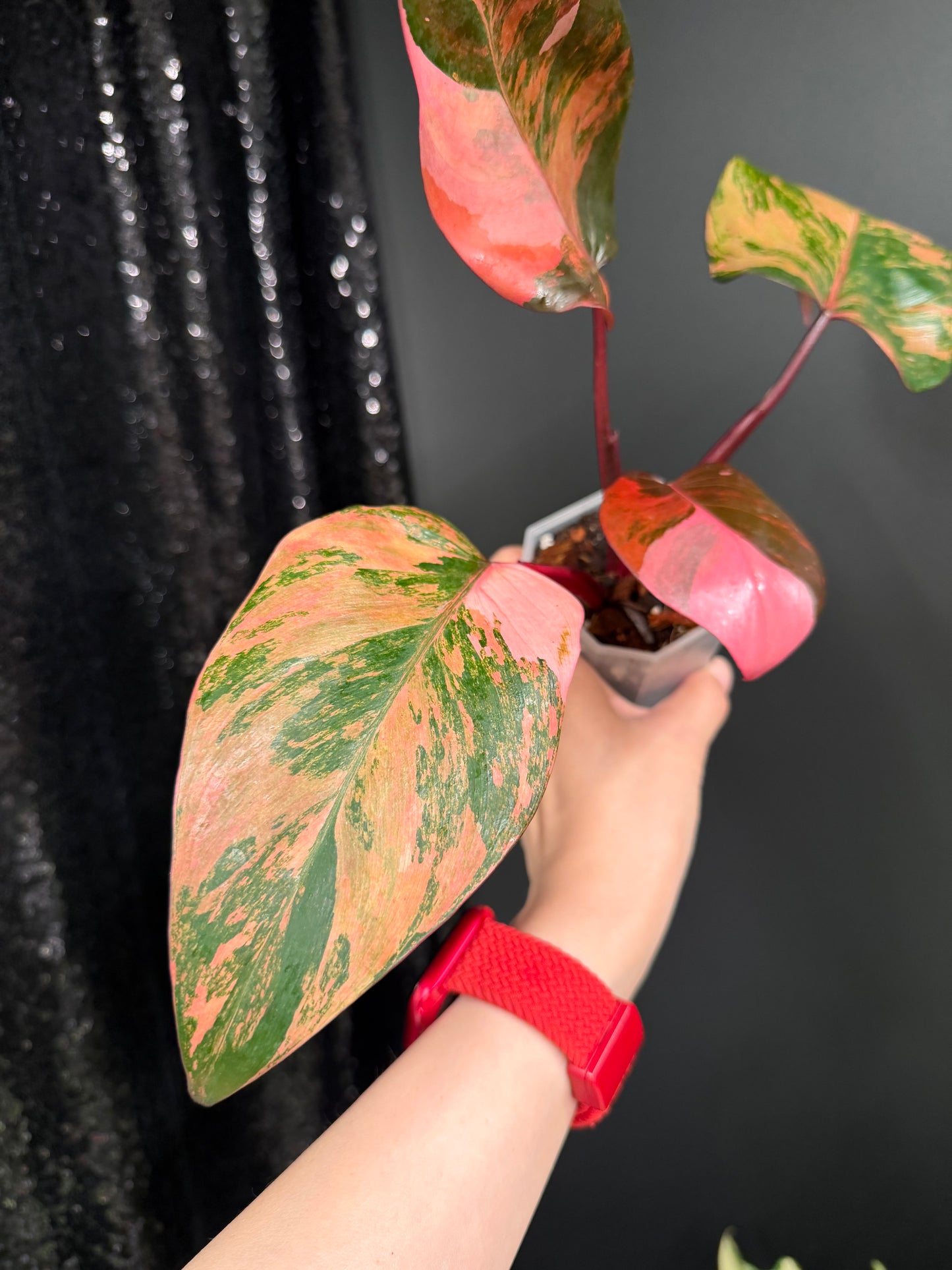 Philo Pink Princess Tricolor Variegated, Rare Plant