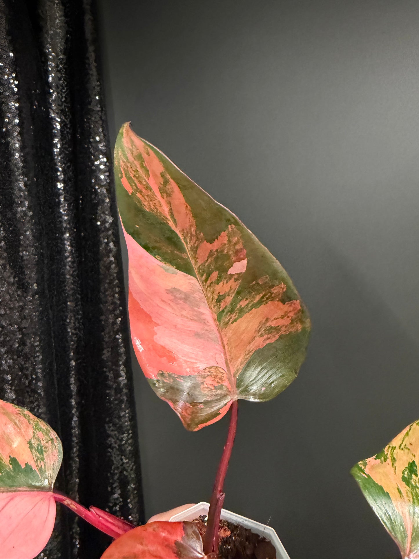 Philo Pink Princess Tricolor Variegated, Rare Plant