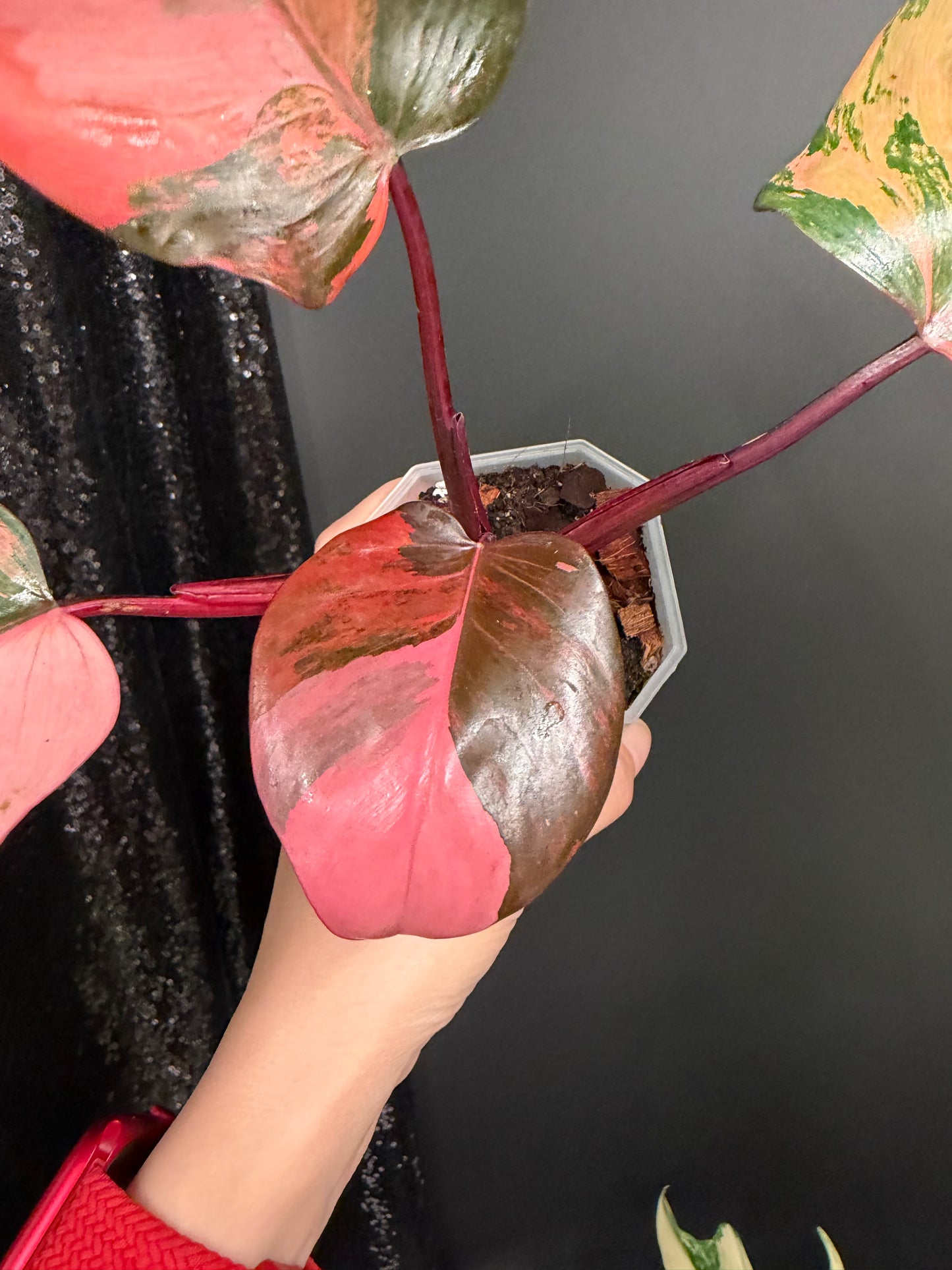 Philo Pink Princess Tricolor Variegated, Rare Plant