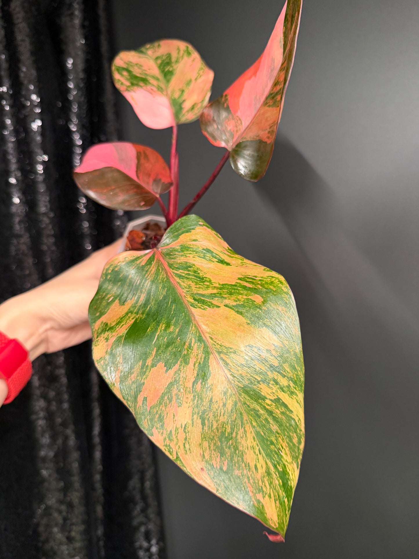 Philo Pink Princess Tricolor Variegated, Rare Plant