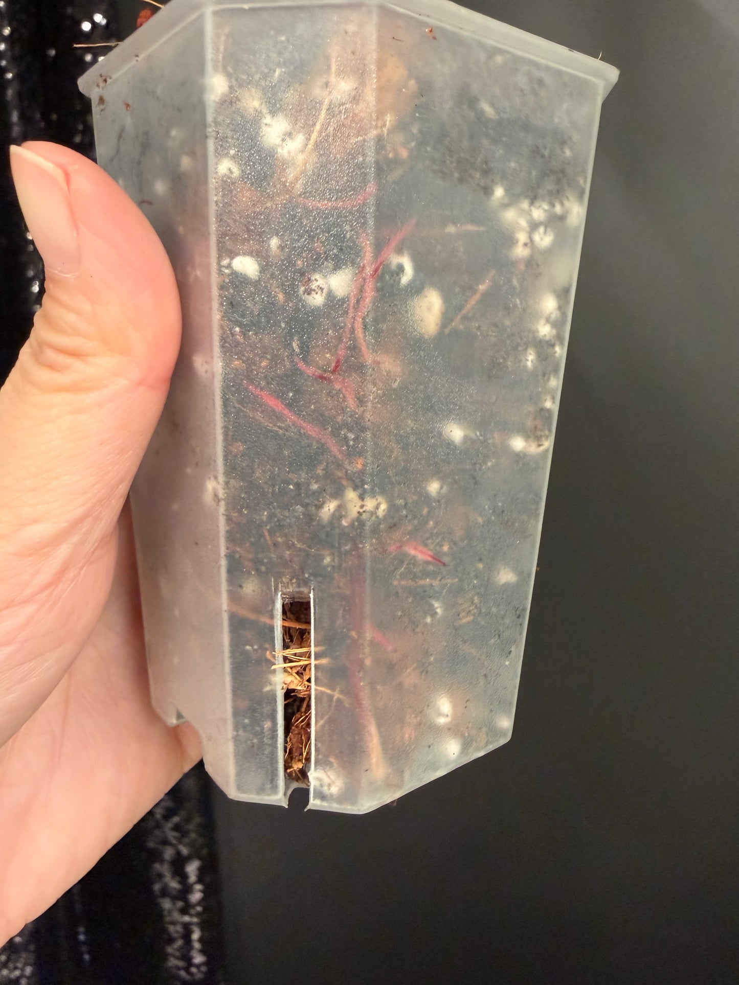 Philo Pink Princess Tricolor Variegated, Rare Plant