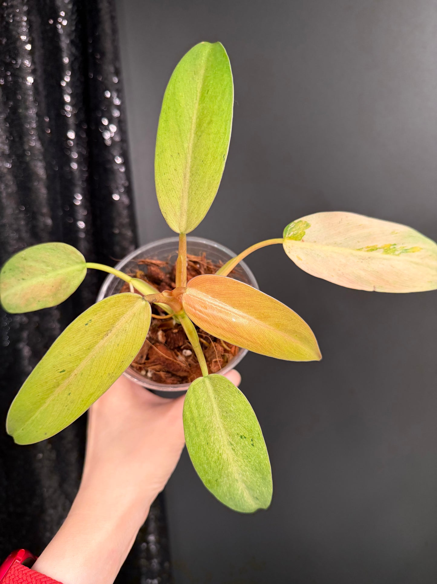 Philodendron Whipple Way Variegated