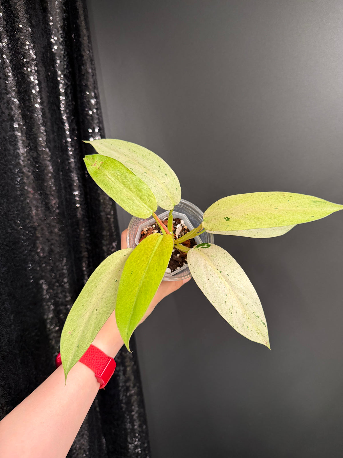 Philodendron Whipple Way Variegated