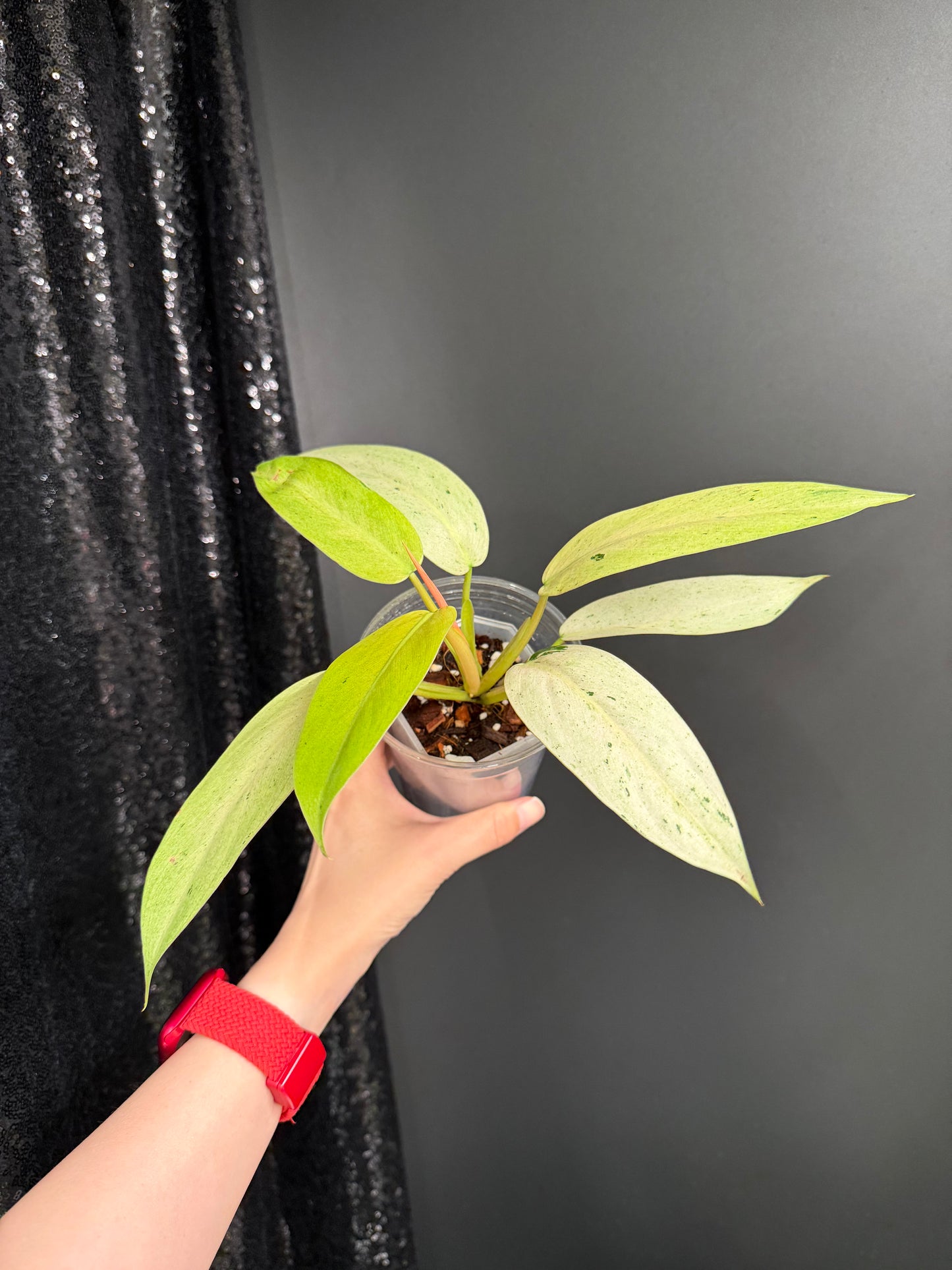Philodendron Whipple Way Variegated