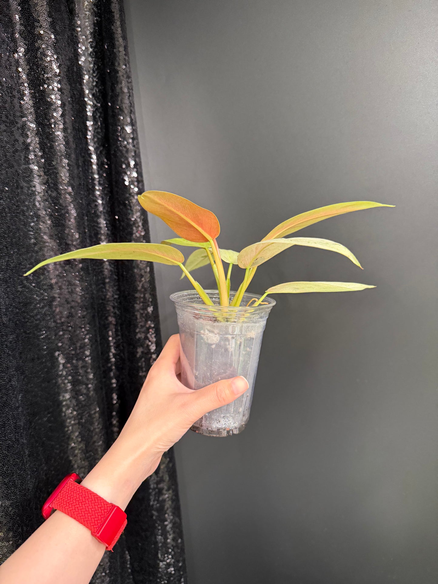 Philodendron Whipple Way Variegated