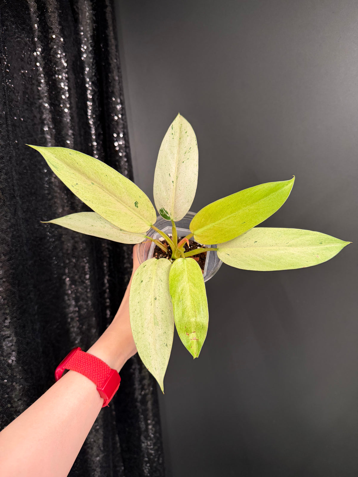 Philodendron Whipple Way Variegated