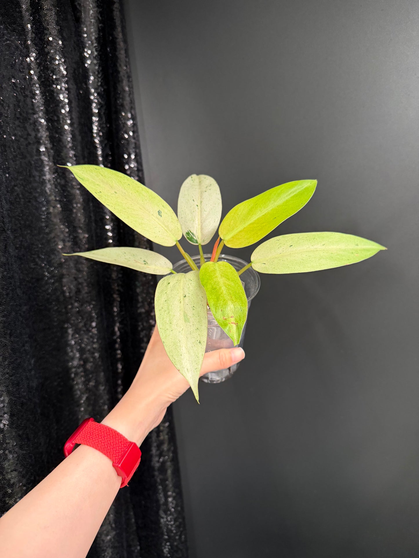 Philodendron Whipple Way Variegated