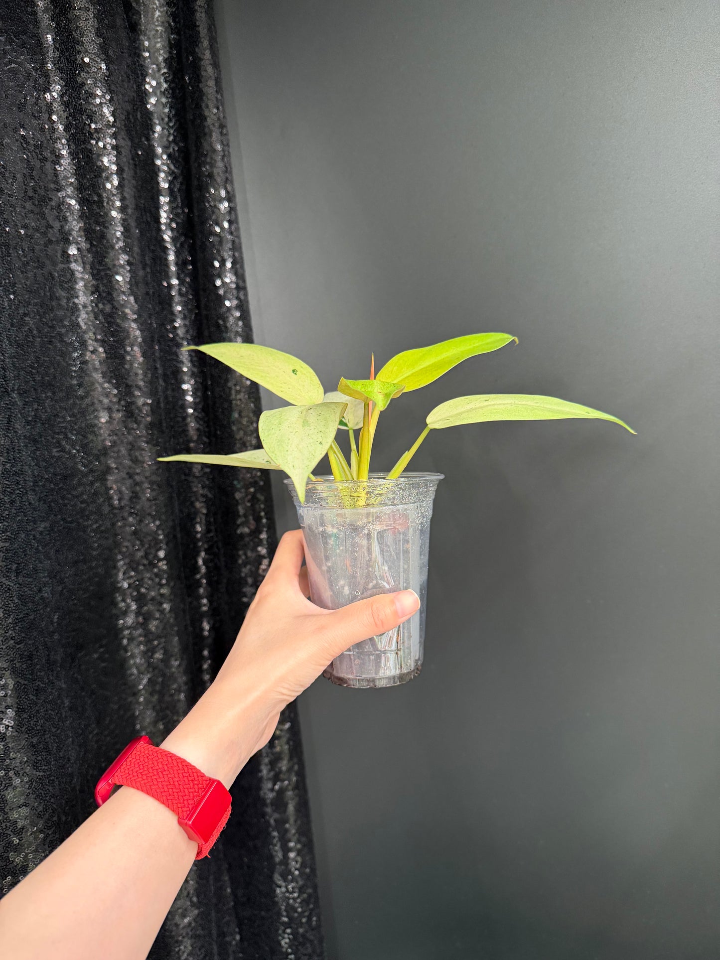 Philodendron Whipple Way Variegated