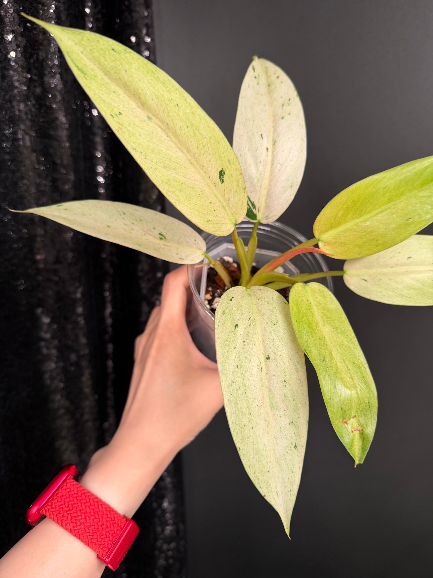 Philodendron Whipple Way Variegated