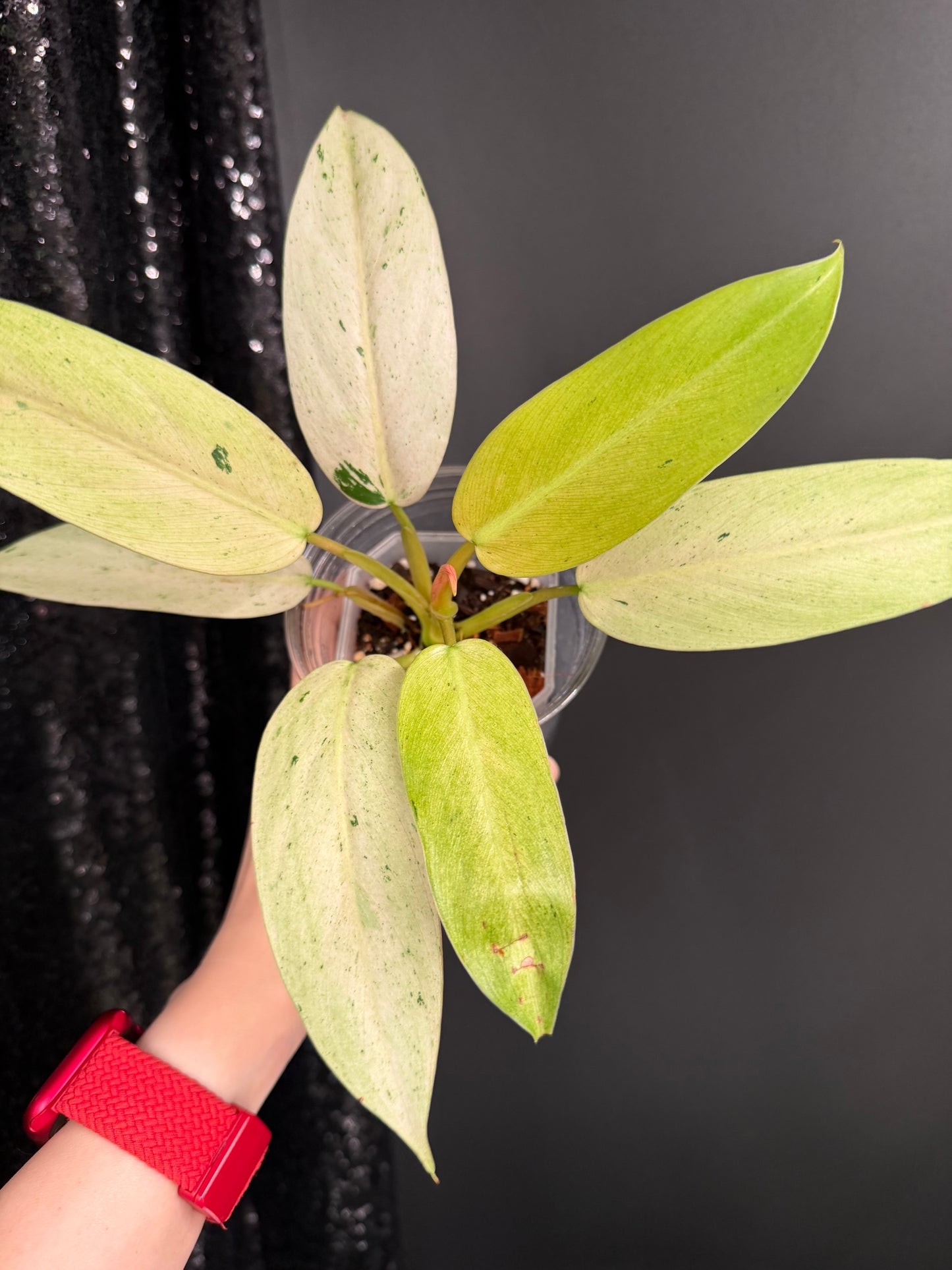 Philodendron Whipple Way Variegated