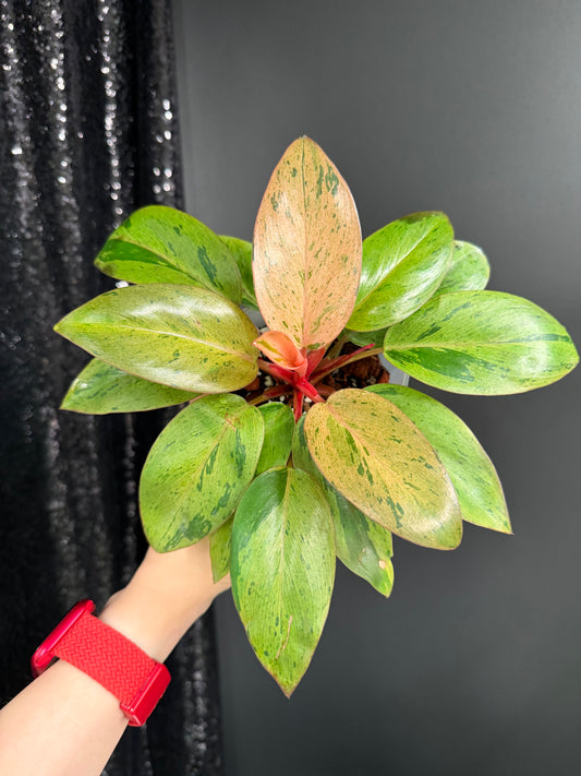 Philodendron Congo Dwarf Variegated