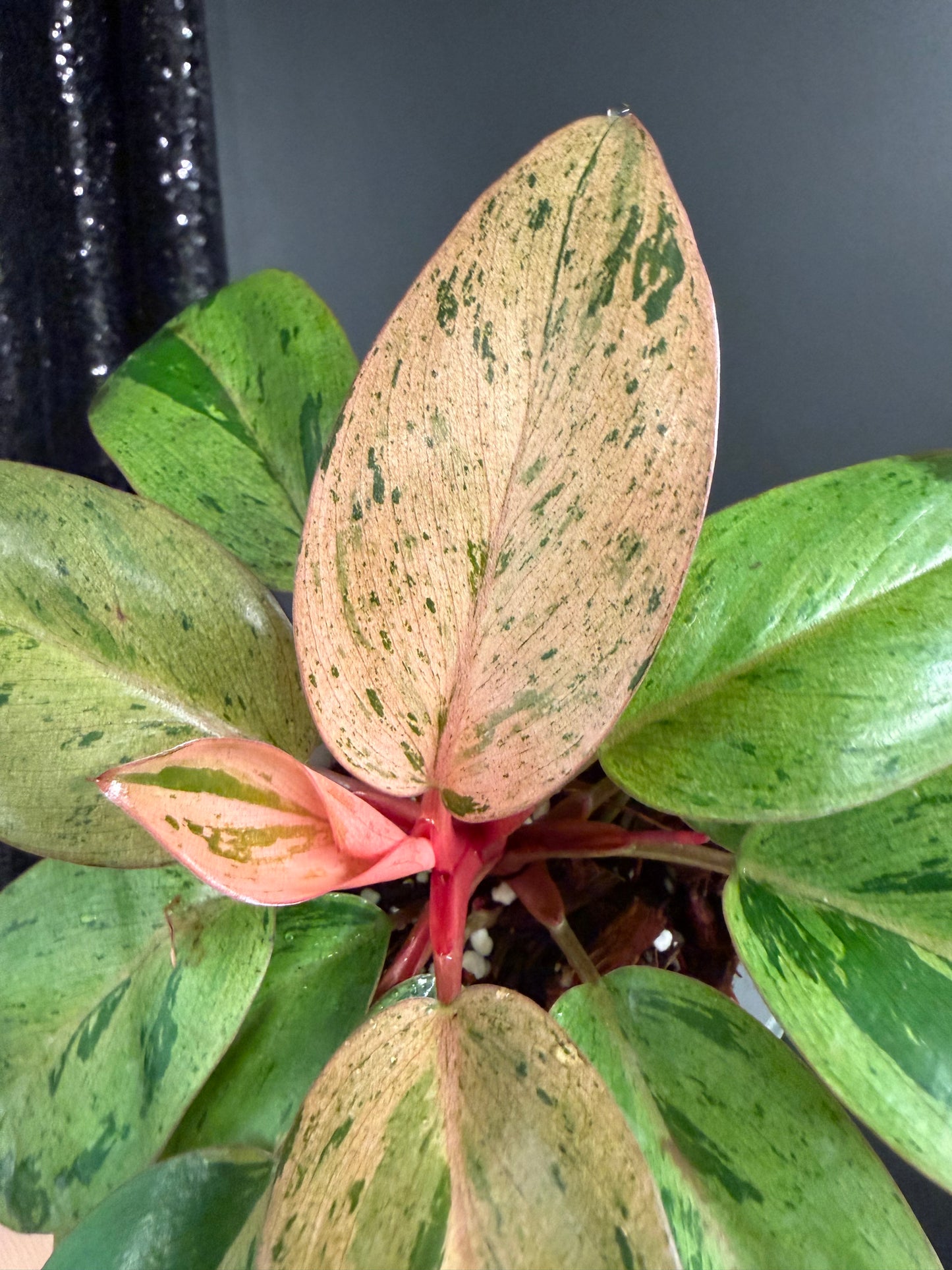 Philodendron Congo Dwarf Variegated