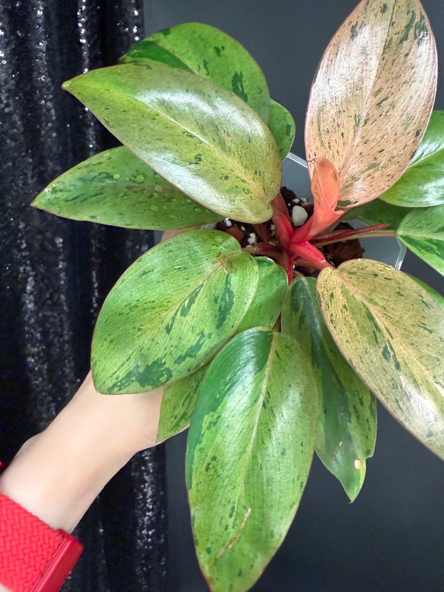Philodendron Congo Dwarf Variegated