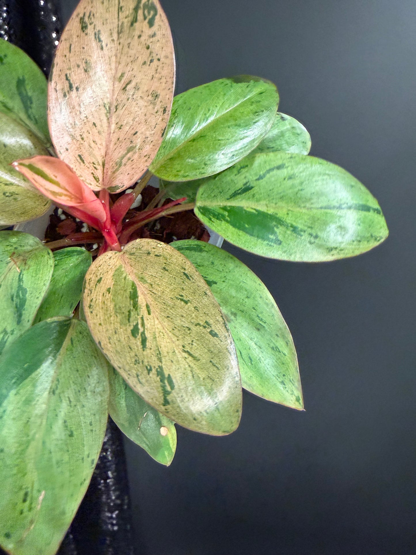 Philodendron Congo Dwarf Variegated
