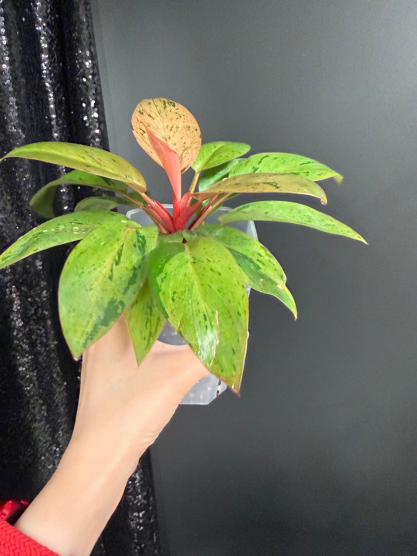 Philodendron Congo Dwarf Variegated