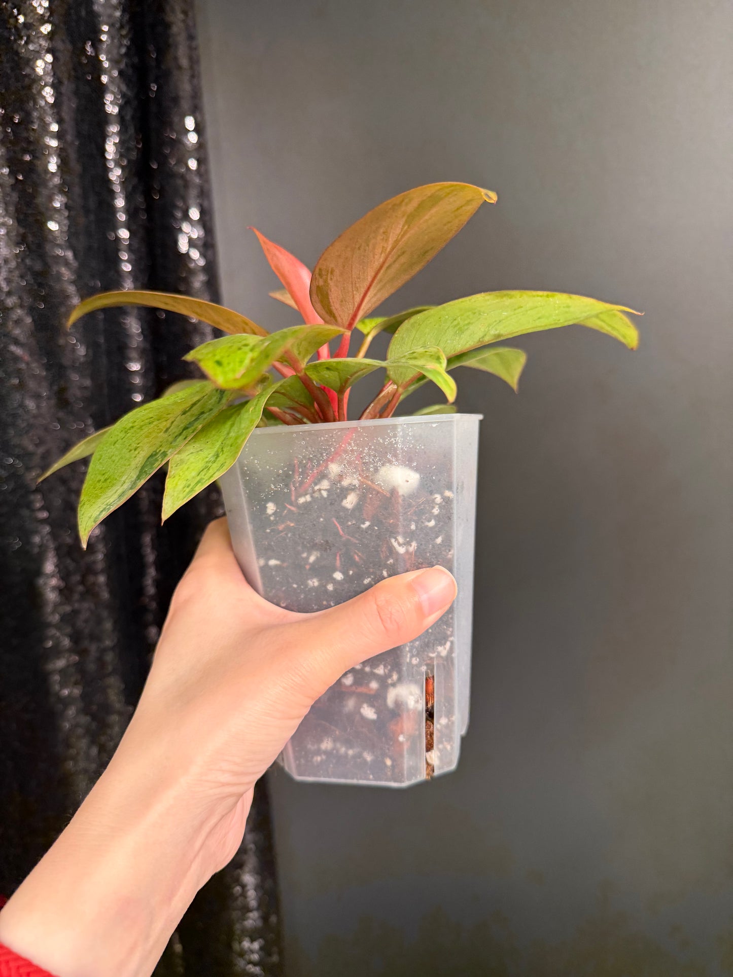 Philodendron Congo Dwarf Variegated