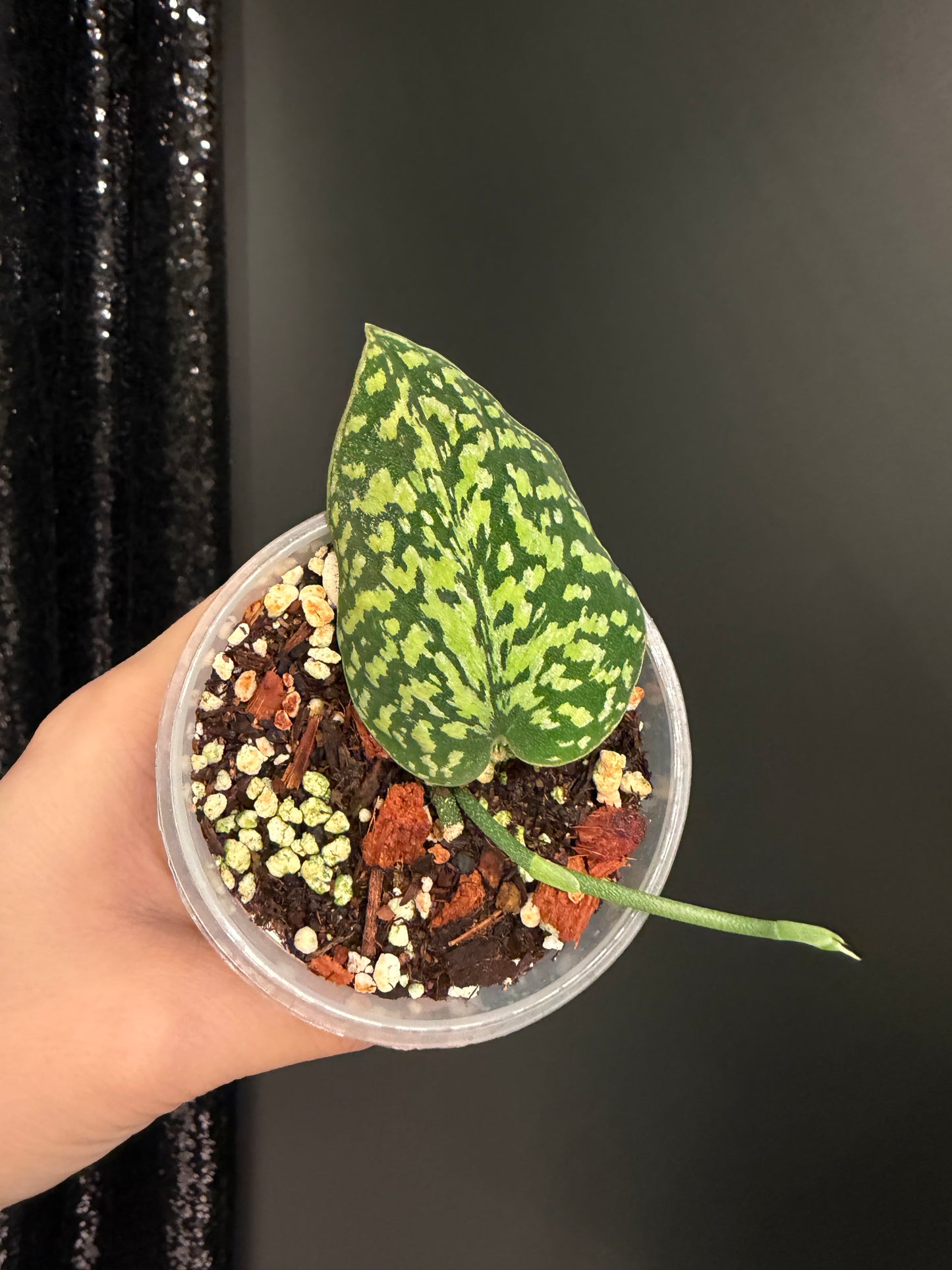 Scindapsus Tricolor Dark Form, Exact Plant