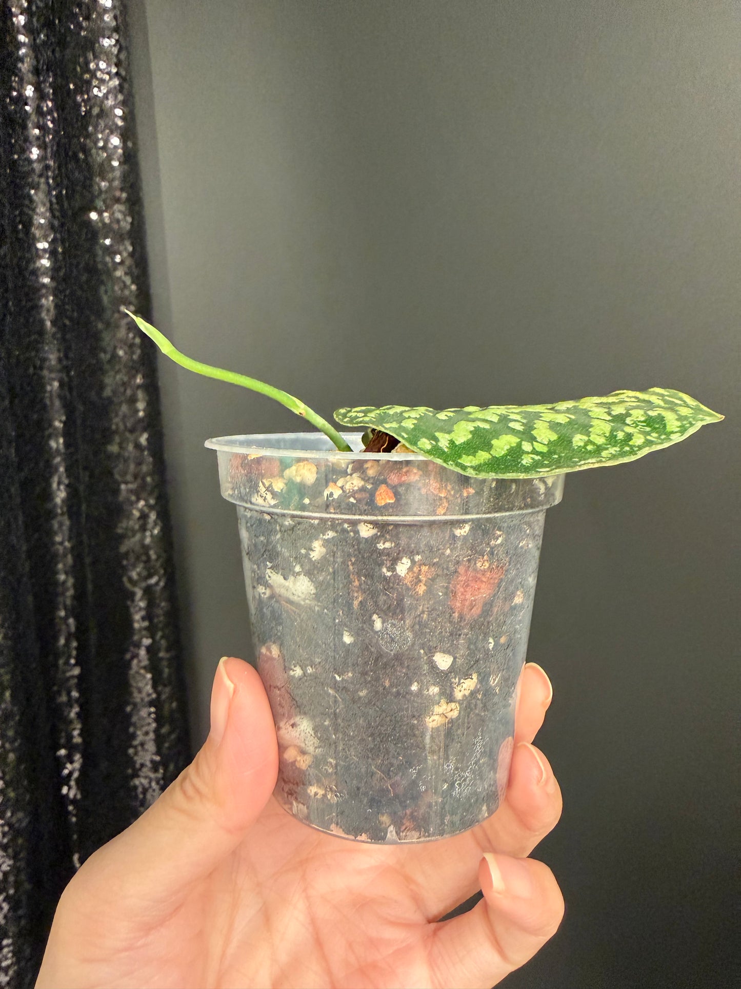 Scindapsus Tricolor Dark Form, Exact Plant