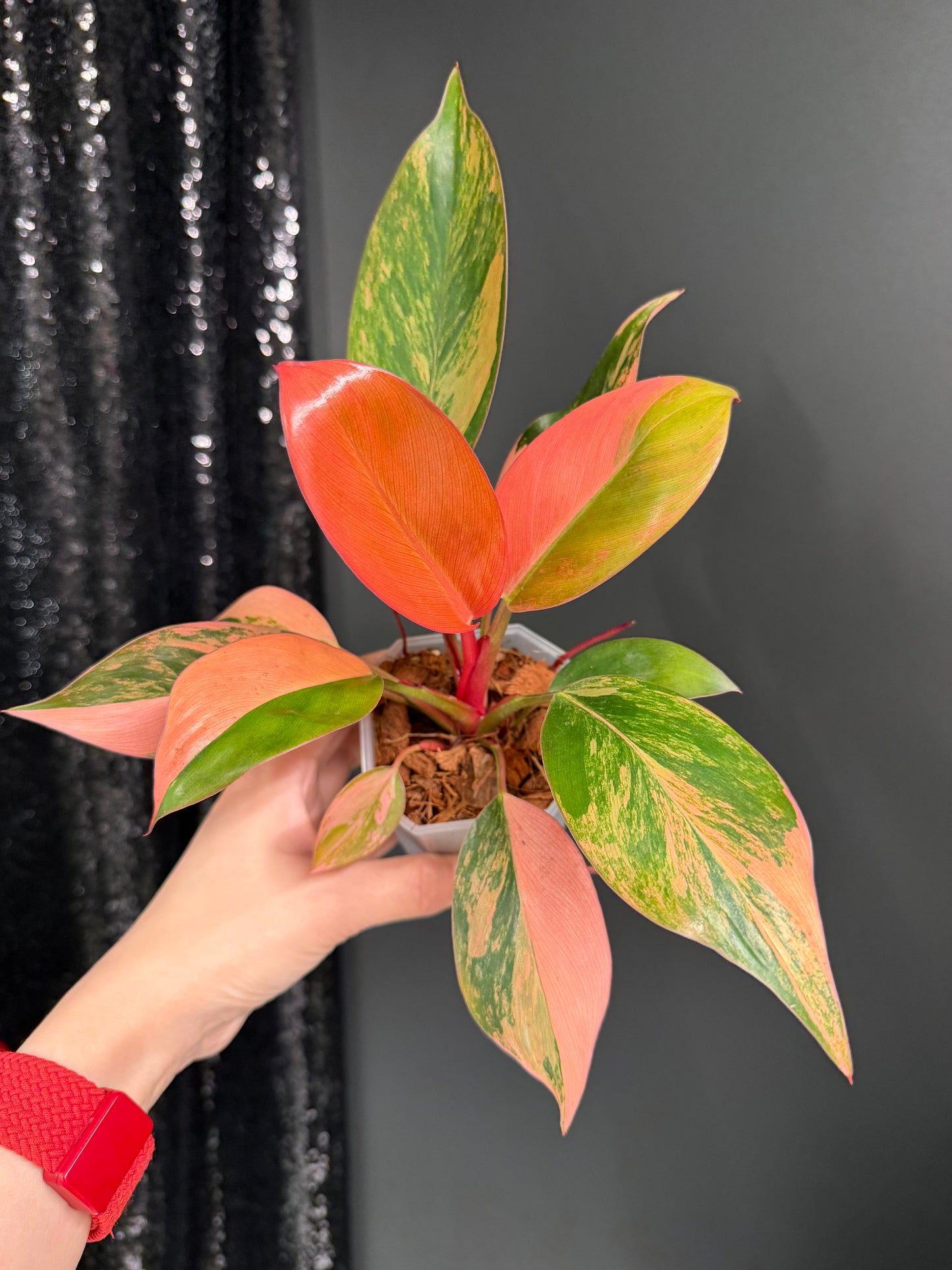 Variegated Philodendron Red Congo: Rare Aroid Plant