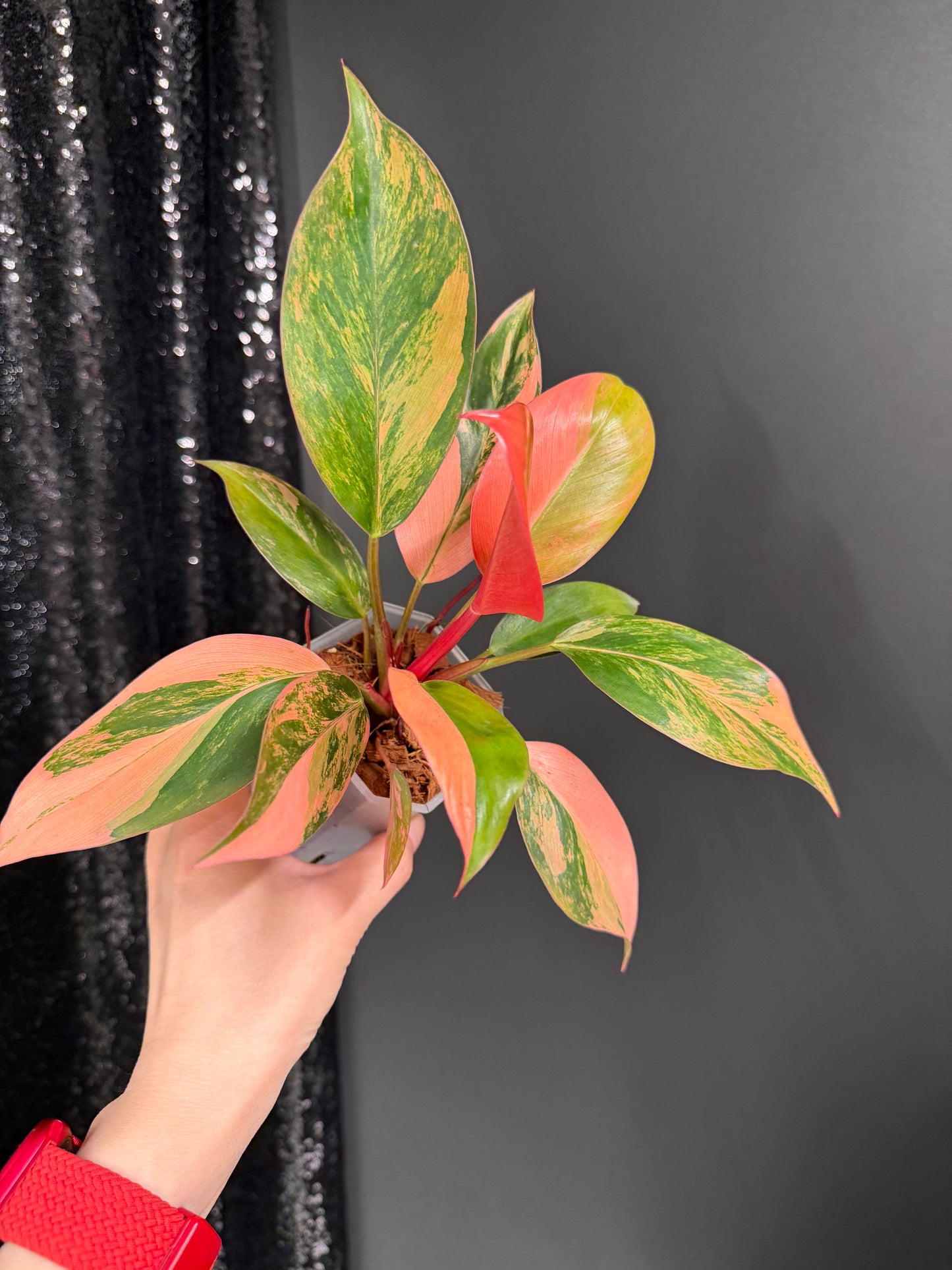 Variegated Philodendron Red Congo: Rare Aroid Plant