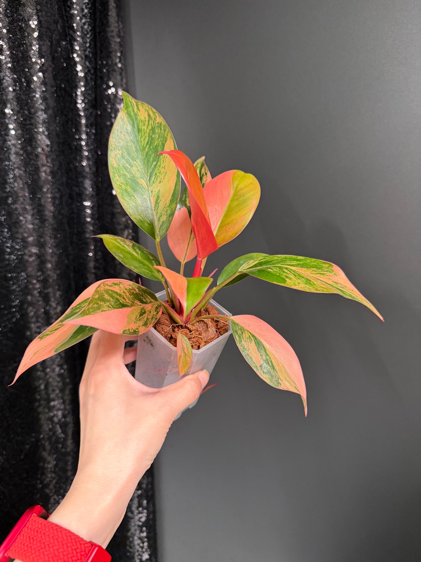 Variegated Philodendron Red Congo: Rare Aroid Plant