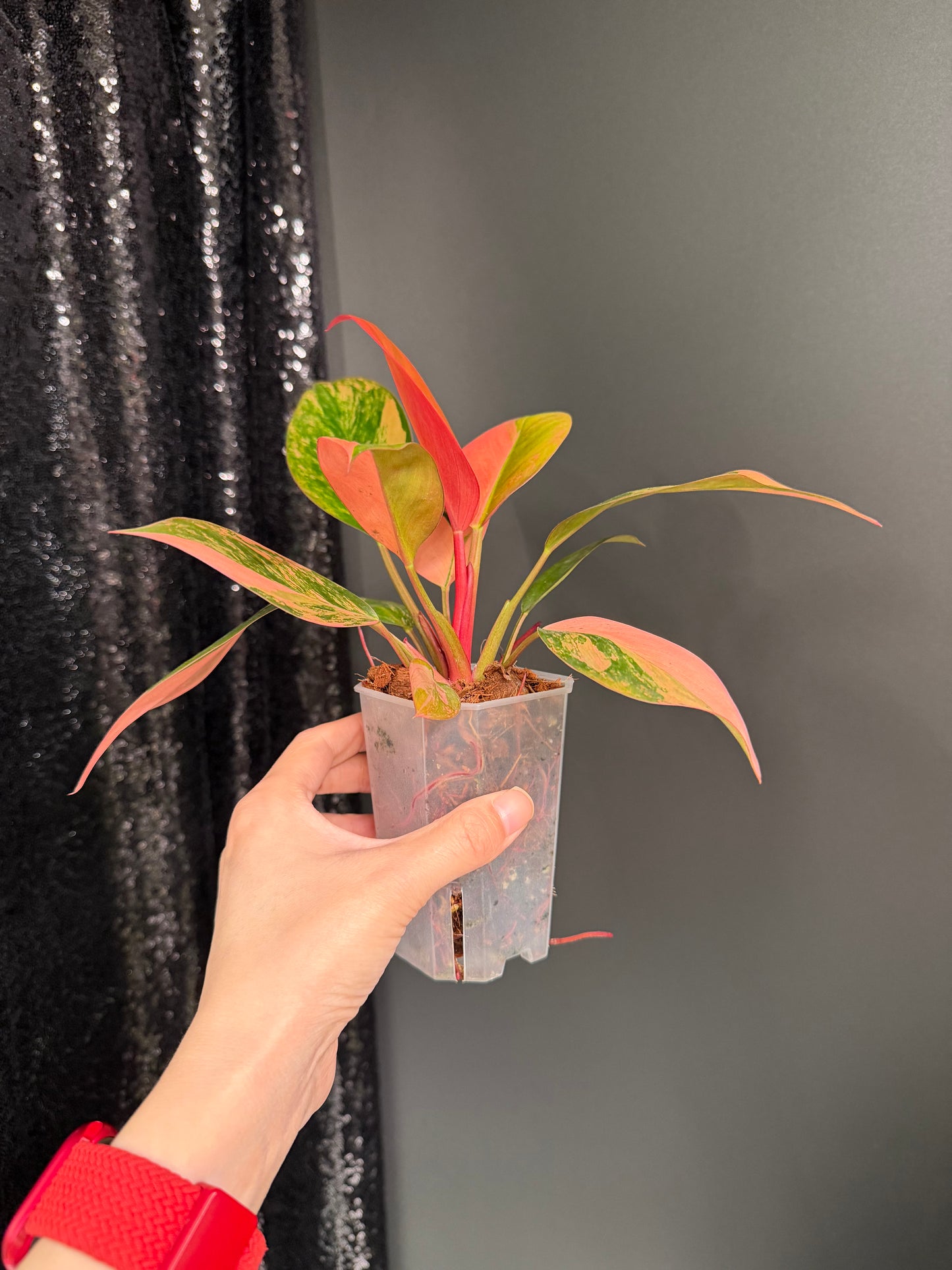 Variegated Philodendron Red Congo: Rare Aroid Plant