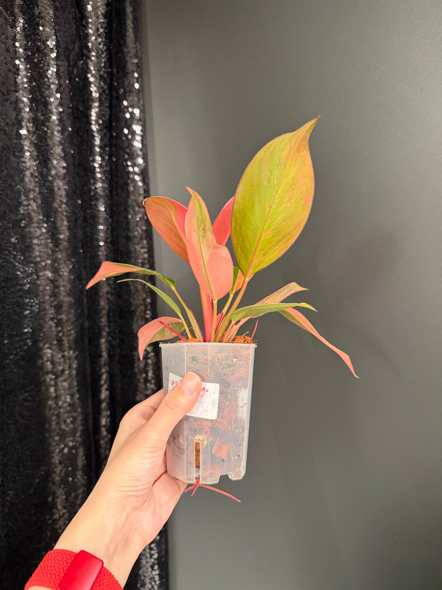 Variegated Philodendron Red Congo: Rare Aroid Plant