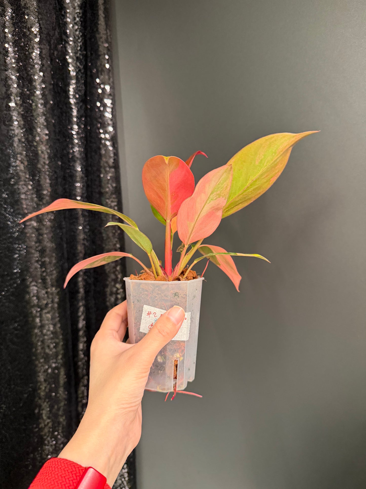 Variegated Philodendron Red Congo: Rare Aroid Plant