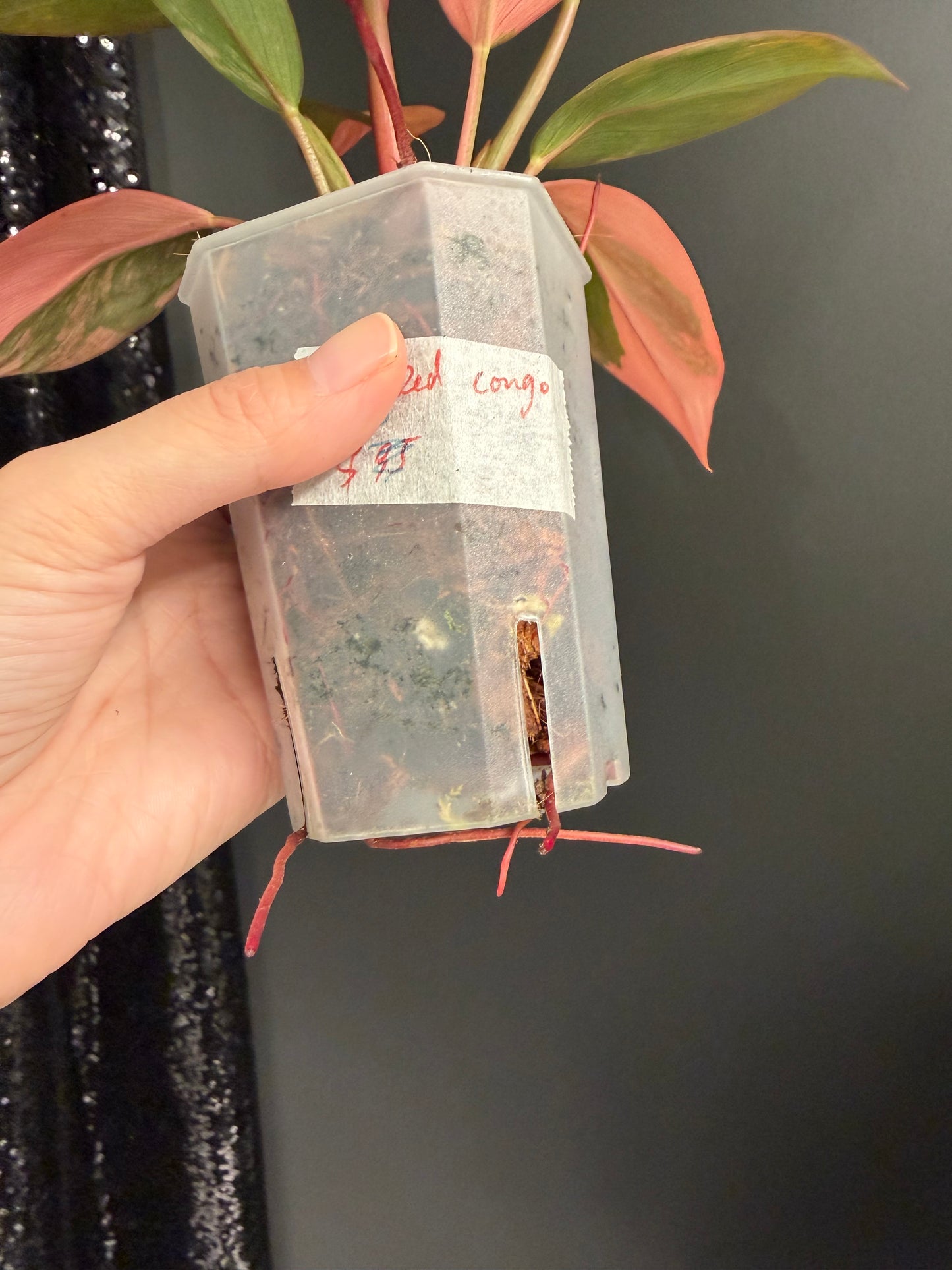 Variegated Philodendron Red Congo: Rare Aroid Plant