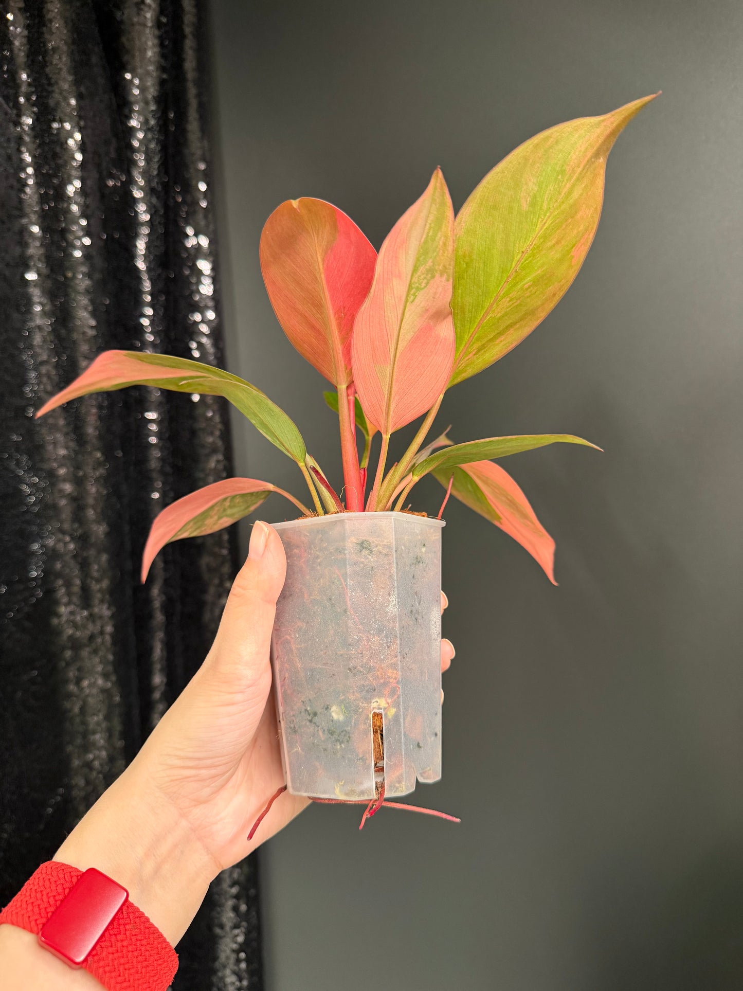Variegated Philodendron Red Congo: Rare Aroid Plant